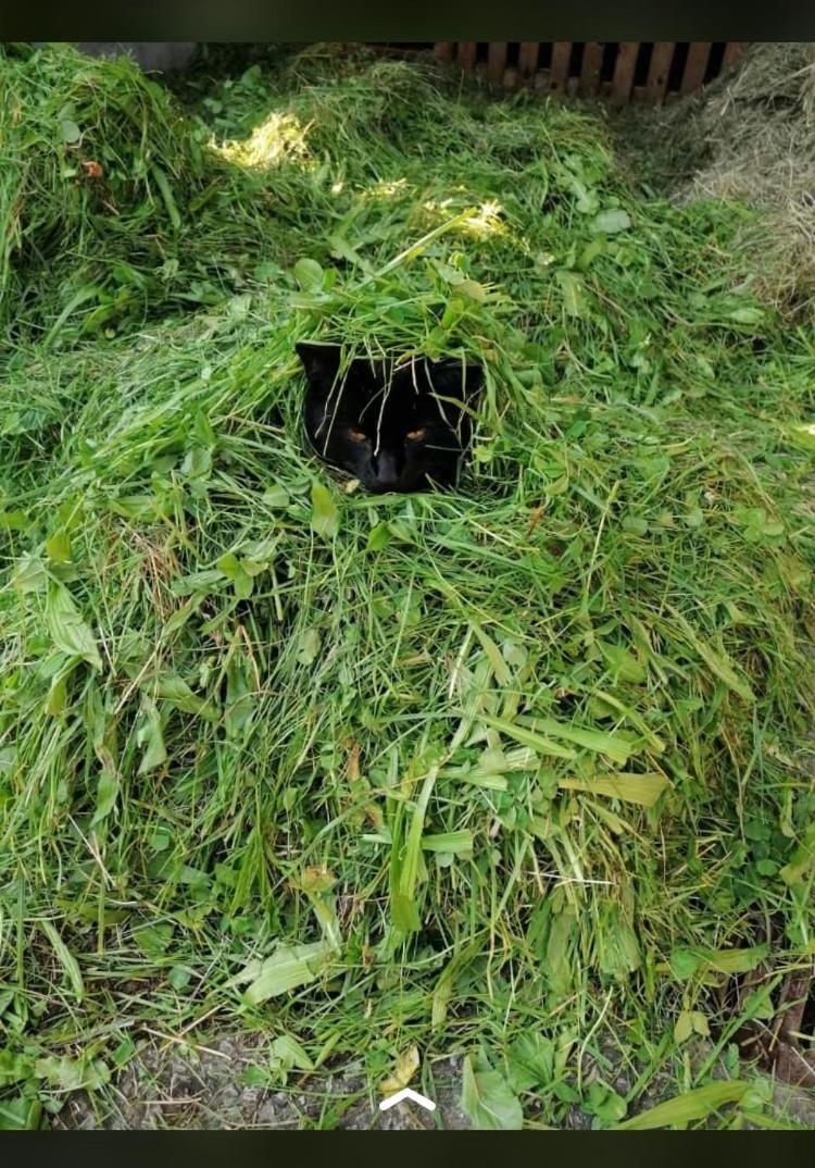 Nussbaumer Am Irrsee Tiefgraben Luaran gambar