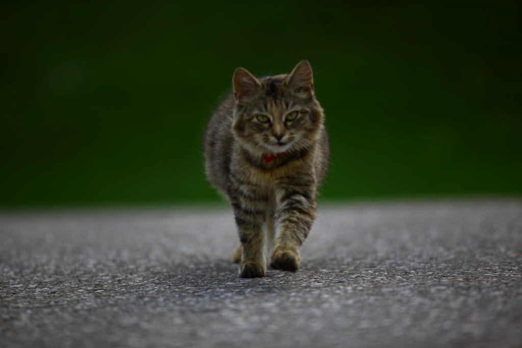 Nussbaumer Am Irrsee Tiefgraben Luaran gambar